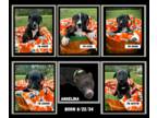 American Pit Bull Terrier Mix DOG FOR ADOPTION RGADN-1375322 - The A Litter -