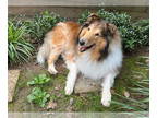 Collie DOG FOR ADOPTION RGADN-1375324 - Caleb - Collie (long coat) Dog For