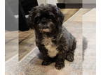 Shih Tzu DOG FOR ADOPTION RGADN-1375334 - Curly Jane aka Carly - Shih Tzu