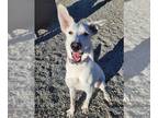 Mix DOG FOR ADOPTION RGADN-1375358 - JACK - Husky (medium coat) Dog For