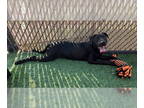 Labrador Retriever Mix DOG FOR ADOPTION RGADN-1375415 - *EBONY - Labrador
