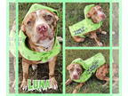 Catahoula Leopard Dog Mix DOG FOR ADOPTION RGADN-1375428 - Luna - Catahoula