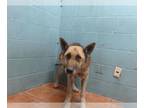 German Shepherd Dog DOG FOR ADOPTION RGADN-1375449 - BELINDA - German Shepherd