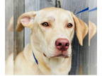 Labrador Retriever Mix DOG FOR ADOPTION RGADN-1375459 - Oakley - Yellow Labrador