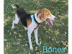 English Foxhound DOG FOR ADOPTION RGADN-1375462 - Bones - Foxhound (short coat)