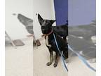 German Shepherd Dog Mix DOG FOR ADOPTION RGADN-1375465 - *PICKLES - German
