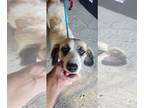 Beagle Mix DOG FOR ADOPTION RGADN-1375466 - Bunny - Terrier / Beagle / Mixed