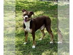 Boxer Mix DOG FOR ADOPTION RGADN-1375468 - Sonny - Boxer / Mixed (short coat)