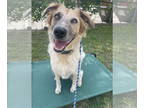 Australian Shepherd Mix DOG FOR ADOPTION RGADN-1375483 - Linus - Australian