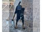 Labrador Retriever Mix DOG FOR ADOPTION RGADN-1375499 - Betsy - Labrador