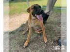 Mountain Cur Mix DOG FOR ADOPTION RGADN-1375503 - Buttermilk - Shepherd /