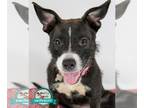 Boxer Mix DOG FOR ADOPTION RGADN-1375505 - Cecelia - Terrier / Boxer / Mixed Dog