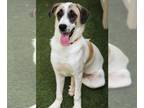 Anatolian Shepherd Mix DOG FOR ADOPTION RGADN-1375510 - Nala - Anatolian