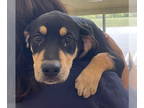 Black and Tan Coonhound Mix DOG FOR ADOPTION RGADN-1375537 - TOOTSIE - Black and