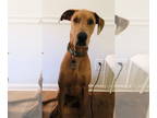 Doberman Pinscher-Great Dane Mix DOG FOR ADOPTION RGADN-1375586 - Sven - Great