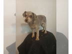 Mix DOG FOR ADOPTION RGADN-1375606 - Gretchen - Miniature Schnauzer (short