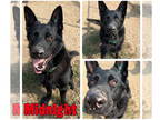 German Shepherd Dog DOG FOR ADOPTION RGADN-1375608 - Midnight - German Shepherd