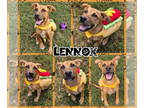 Shepradors DOG FOR ADOPTION RGADN-1375647 - Lennox - German Shepherd Dog /