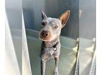Australian Cattle Dog DOG FOR ADOPTION RGADN-1375648 - BETH - Queensland Heeler