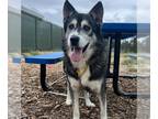 Norwegian Elkhound DOG FOR ADOPTION RGADN-1375658 - STONDER - Norwegian Elkhound