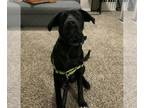 Australian Shepherd-Cocker Spaniel Mix DOG FOR ADOPTION RGADN-1375664 - SIR