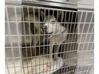 Akita-Huskies Mix DOG FOR ADOPTION RGADN-1375693 - TODD - Akita / Husky / Mixed