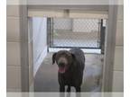 Weimaraner DOG FOR ADOPTION RGADN-1375742 - RAMSES - Weimaraner (medium coat)