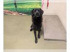 Labrador Retriever Mix DOG FOR ADOPTION RGADN-1375743 - JELLY BEAN - Labrador