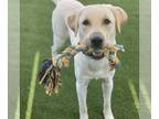 Labrador Retriever DOG FOR ADOPTION RGADN-1375770 - Holton - Labrador Retriever