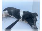 Rat Terrier DOG FOR ADOPTION RGADN-1375778 - CHERRY - Rat Terrier (short coat)
