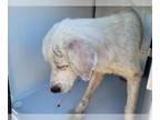 Great Pyrenees DOG FOR ADOPTION RGADN-1375782 - RYAN - Great Pyrenees (medium