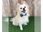 Pomeranian DOG FOR ADOPTION RGADN-1375822 - Koda - Pomeranian (long coat) Dog