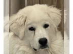 Great Pyrenees DOG FOR ADOPTION RGADN-1375827 - Gibbs - Great Pyrenees (medium