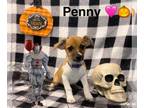 Doxie-Pin DOG FOR ADOPTION RGADN-1375848 - Penny - Dachshund / Miniature