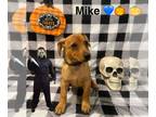 Doxie-Pin DOG FOR ADOPTION RGADN-1375849 - Mike - Dachshund / Miniature Pinscher