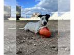 Dachshund Mix DOG FOR ADOPTION RGADN-1375858 - Bruno: At the shelter - Cattle