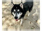 Alaskan Malamute DOG FOR ADOPTION RGADN-1375879 - SKYE - Alaskan Malamute