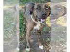Catahoula Leopard Dog DOG FOR ADOPTION RGADN-1375883 - HULA - Catahoula Leopard