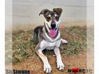 Huskies -Labrador Retriever Mix DOG FOR ADOPTION RGADN-1375886 - Simone - Husky