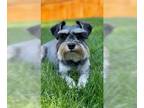 Mix DOG FOR ADOPTION RGADN-1375903 - Bailey - Miniature Schnauzer (long coat)