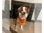 Australian Shepherd DOG FOR ADOPTION RGADN-1375947 - Milo the Aussie -