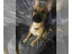 Dutch Shepherd Mix DOG FOR ADOPTION RGADN-1375955 - Frankie - Shepherd / Dutch