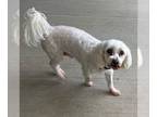 Bichon Frise Mix DOG FOR ADOPTION RGADN-1375956 - Sammy - Bichon Frise / Mixed