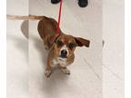 Beagle Mix DOG FOR ADOPTION RGADN-1375961 - Missy SC - Beagle / Mixed Dog For