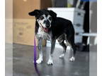Dachshund Mix DOG FOR ADOPTION RGADN-1375965 - Thor - Dachshund / Mixed Dog For