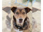 Australian Shepherd Mix DOG FOR ADOPTION RGADN-1375969 - Daisy Duck - Australian
