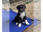 Border-Aussie DOG FOR ADOPTION RGADN-1375978 - Conan - Australian Shepherd /