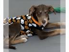 Doodleman Pinscher DOG FOR ADOPTION RGADN-1375982 - Zara - Poodle (Standard) /
