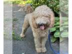 Golden Labrador DOG FOR ADOPTION RGADN-1375983 - Nala - Golden Retriever /