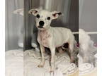 American Boston Bull Terrier DOG FOR ADOPTION RGADN-1375984 - Casper (GA) -